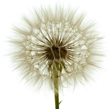 A salsify flower grows in a field Stock Photos