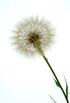 A salsify flower grows in a field Stock Photos