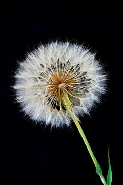 A salsify flower grows in a field Stock Photos