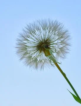 A salsify flower grows in a field Stock Photos