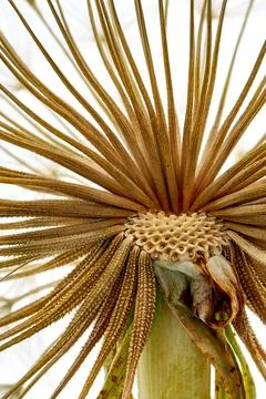 A salsify flower grows in a field Stock Photos