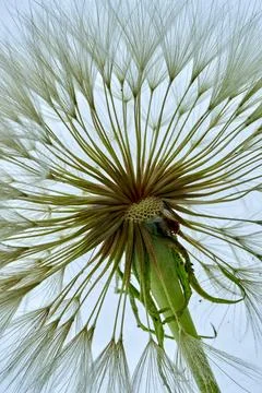A salsify flower grows in a field Foto stock