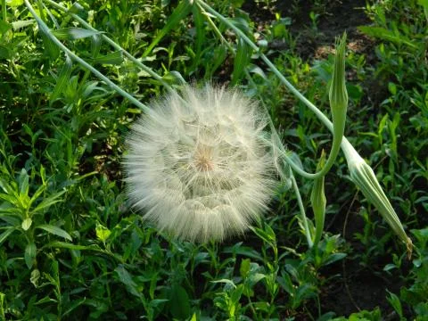 Salsify Stock Photos