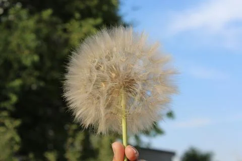 Salsify, Tragopogon. Stock Photos