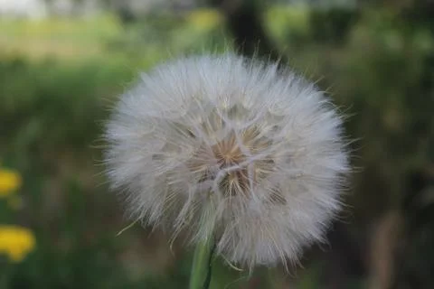 Salsify, Tragopogon. Stock Photos