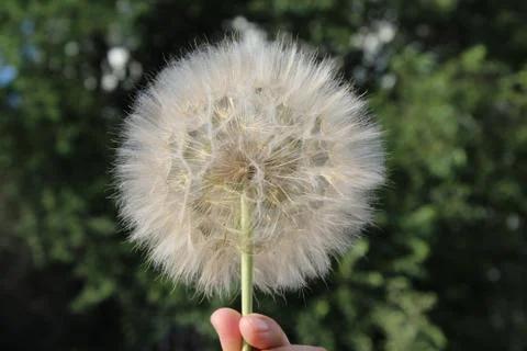 Salsify, Tragopogon. Stock Photos