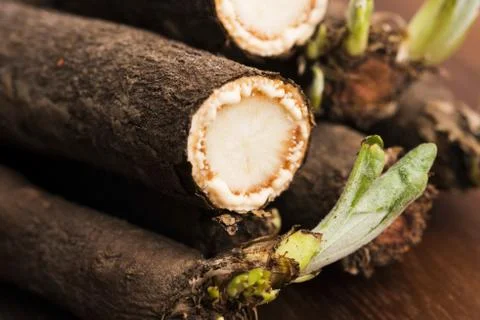 Salsify vegetables on wood Stock Photos