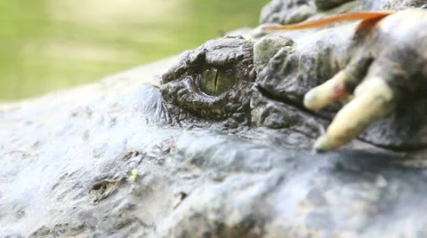 Salt Alligator eye Vidéo 35730719