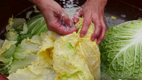 Salt cabbage to make kimchi 库存影片 162631995