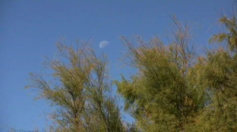 Salt Cedar and the Moon Stock Footage 77839