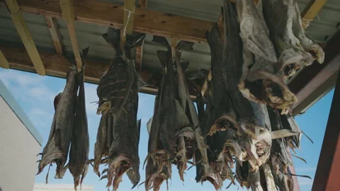 Salt cod hanging outside to dry out - traditional preservation method Stock Footage 162527773