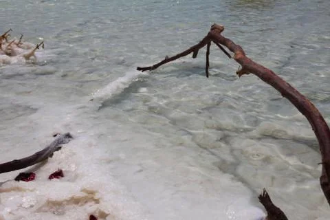 Salt covered a tree in salt of dead sea. Stock Photos