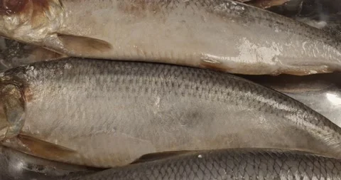 Salt cured herrings closeup selective focus Stock Footage 167555175
