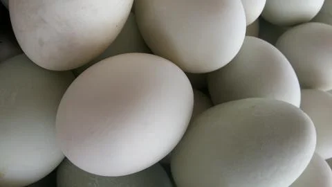 Salt Eggs 库存照片