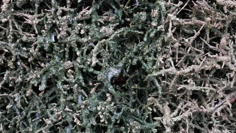 Salt Graduation Tower Closeup Dry Tangled Vegetation Organic Texture for He.. 스톡 동영상 333694552