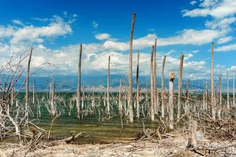 Salt lake, the trunks of the trees without leaves in the water, Lake Enriquil Stock Photos