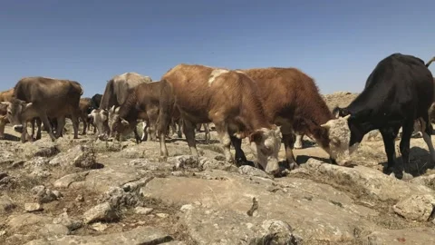 Salt licking cow Stock Footage 137575253