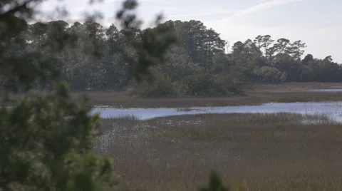 Salt Marsh Stock Footage 45841855