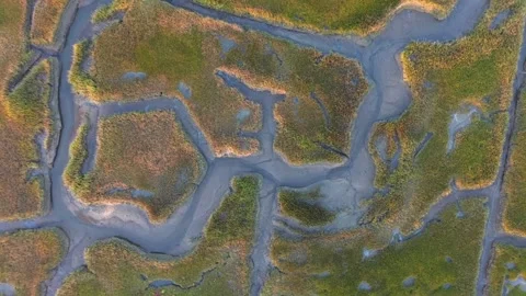 Salt marsh Stock Footage 262801339
