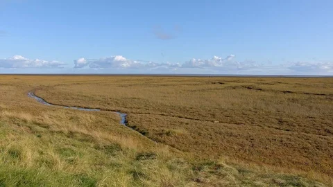 Salt marsh habitat. Stock Footage 119971176