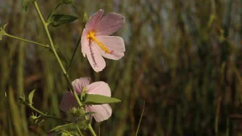 Salt marsh mallow blows in the wind Stock Footage 142335577