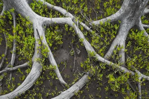 Salt Marsh Roots Stock Photos