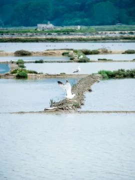 Salt pans Stock Photos