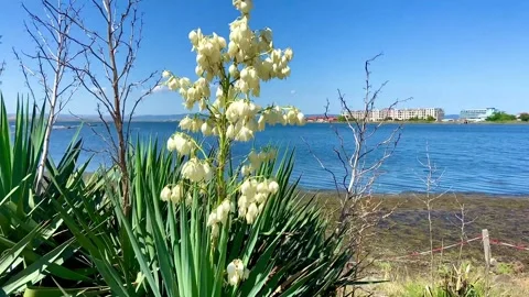 Salt Pomorie Lake. A beautiful white flower grows on the shore. Stock Footage 252170199