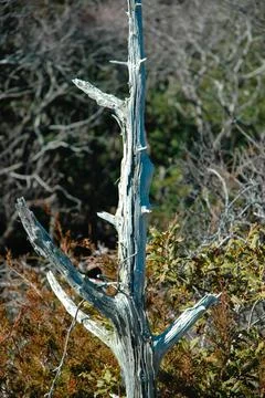 Salt Pruned Cedar Photos