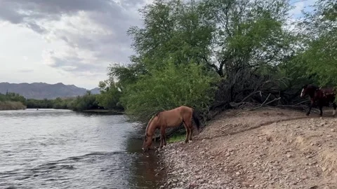 Salt River Wild Horse Drinking Water On The River Bank Stock Footage 308494933