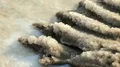 Salt on the shore of Dead Sea in Jordan HD Footage