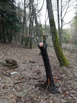 SALT SLICK STONE   input  tree Stock Photos