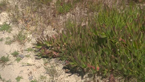 Salt-Tolerant Plants on Sandy Substrate, Maristany Wetland, Mallorca Stock Footage 340589572
