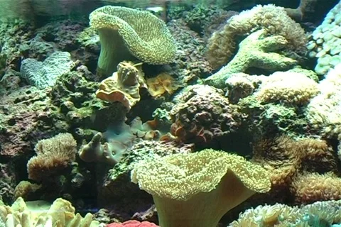 Salt water corals Stock Footage 107074211