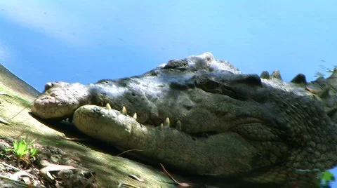 Salt water crocodile Stock Footage 316716