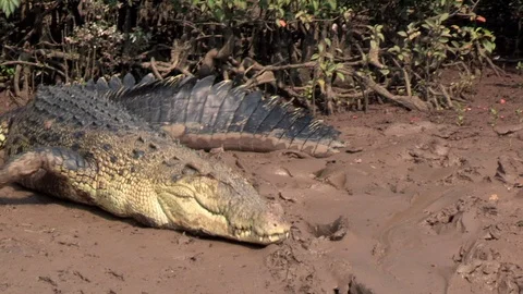 Salt Water Crocodile Sliding in River Stock Footage