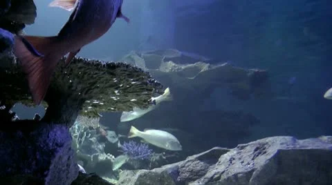 Salt water fish Stock Footage 10560771