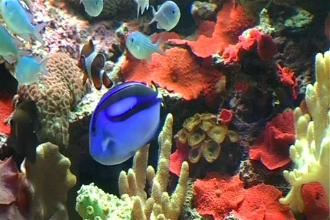 Salt water fish Stock Footage 107074222