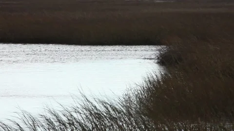 Salt water marsh Stock Footage 46462735