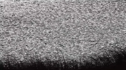 Salt water marsh Stock Footage 46462897