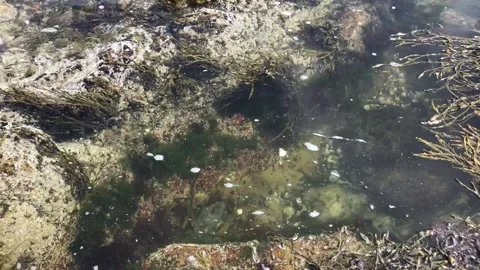 Salt Water Pool Stock Footage 156092968