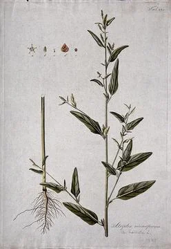 Saltbush (Atriplex microsperma): flowering stem with separate root and flor.. Stock Illustration