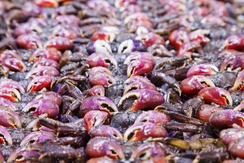 Salted crab Stock Photos
