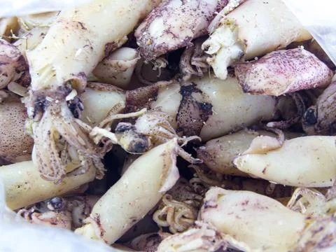 Salted Dried Cuttlefish in a Plastic Bag Stock Photos