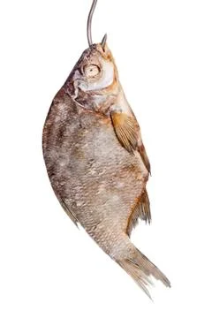 Salted fish to beer hung on a hook Stock Photos