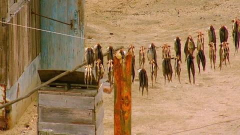 Salted fish drying on a clothesline in a rural village Stock Footage 337011564