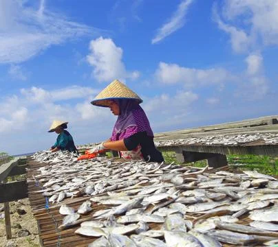 Salted fish drying Stock Photos