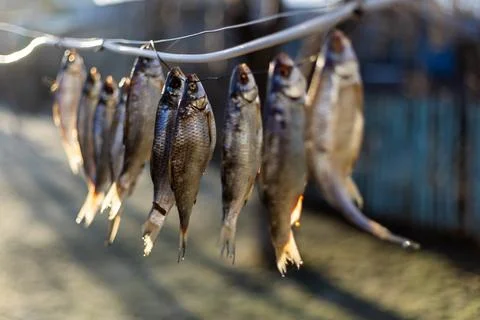 Salted fish drying on a rope outside Fotos Stock