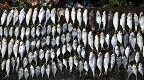 Salted fish 写真素材