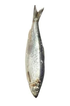Salted herring on white background Stock Photos